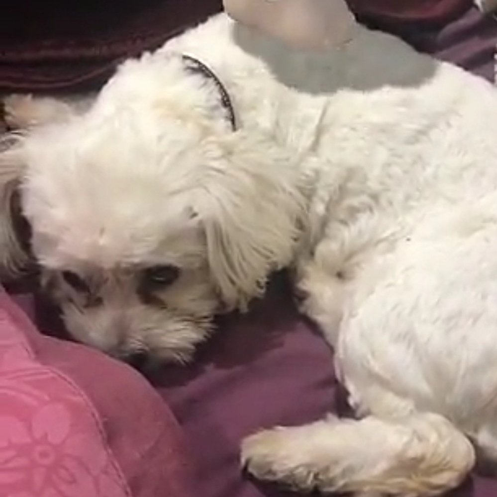 Meet my dog